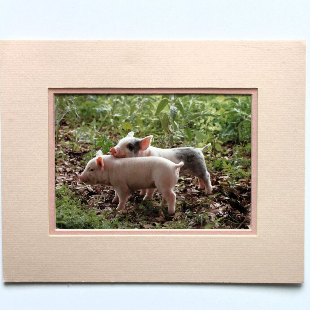 Piglet Photograph Pink Gray 5x7 Signed Matted Country Farm Baby Pigs Cottagecore